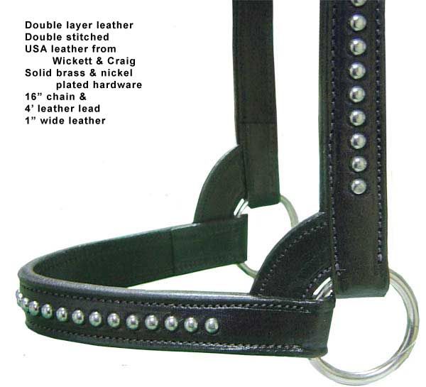 Spotted Cattle Show Halter w/Lead USA Leather Bk Heifer  