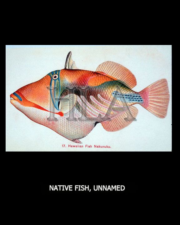 Hawaii Fishing Art Native Fish 3152  