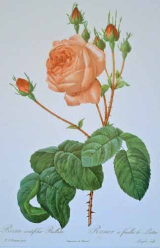 nice reproduction print of an of a beautiful red rose by J Fy 