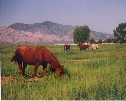   Land items in MyEranch Land For Sale Since 1922 