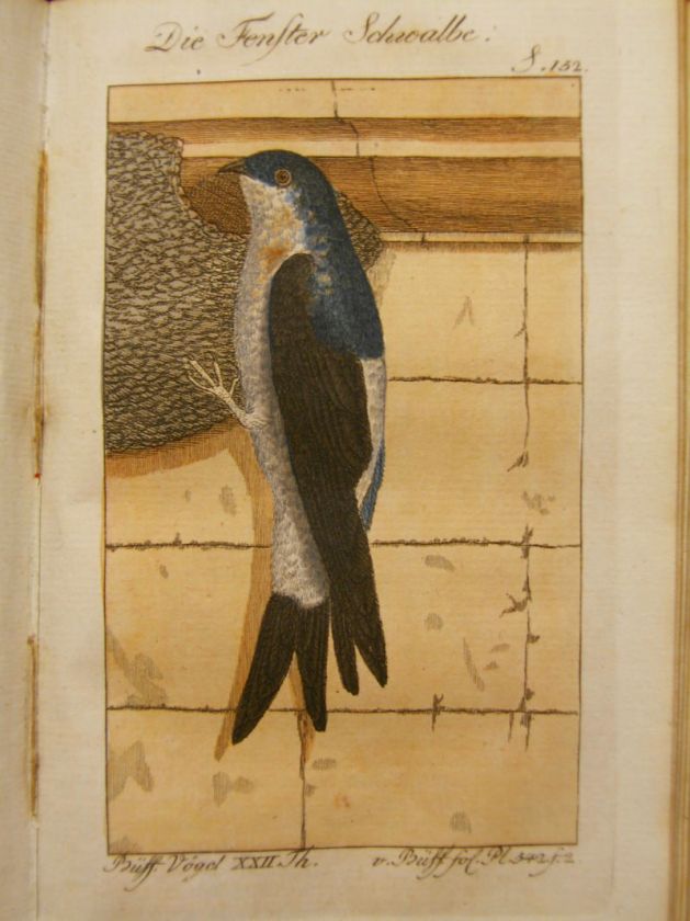 BUFFON HISTOIRE NATURELLE VÖGEL SCHWALBEN 1795 #C137S  