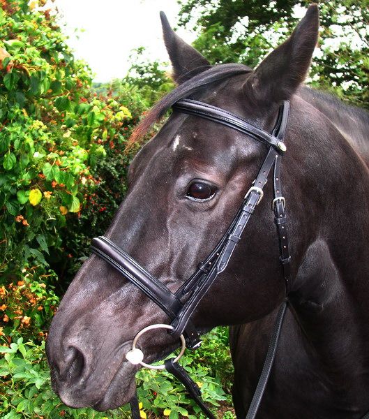   and kinross fk15 5aj united kingdom email payments saddlery4u