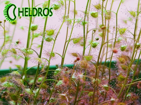 DROSERA PELTATA MIX   RARE CARNIVOROUS SEEDS, FRESH   