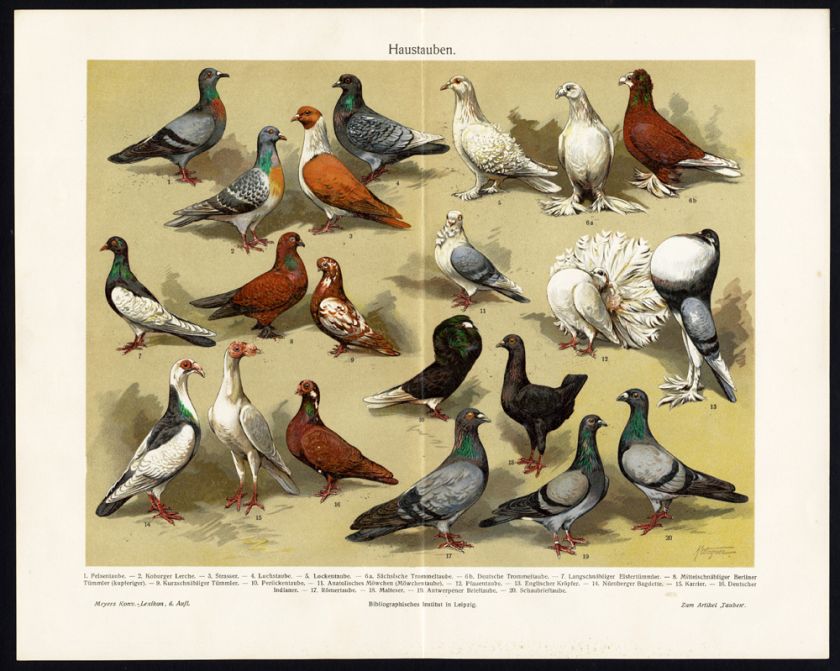 Antique Prints DOMESTIC PIGEON DOVES Meyers 1897  