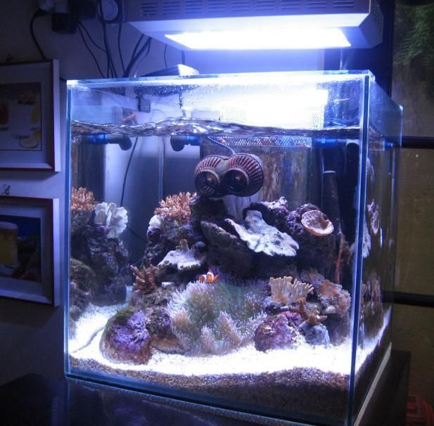  we will delivery the aquarium light to all the country in the world 