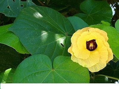 COTTON TREE HIBISCUS TILEACEUS BUSH TUCKER SEED N133  