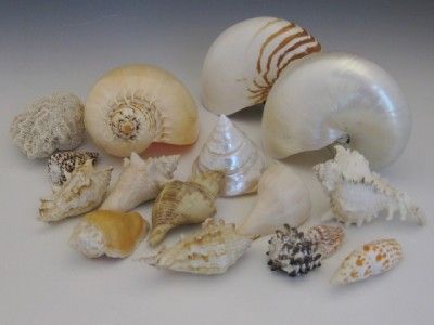 OLD COLLECTION 15 LARGE SHELLS 2 NAUTILUS SOME RARE & BEAUTIFUL 