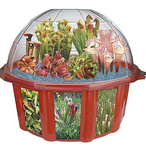 buy Carnivorous Creations plant kit