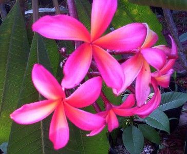 Plumeria Teresea Wilder   5 Seeds  