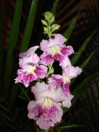 Chilopsis DESERT ORCHID TREE Season Long Bloom ~SEEDS~  