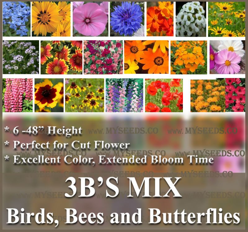 3B Mix Flower Seeds ~~ Attracts Birds Bees Butterflies  